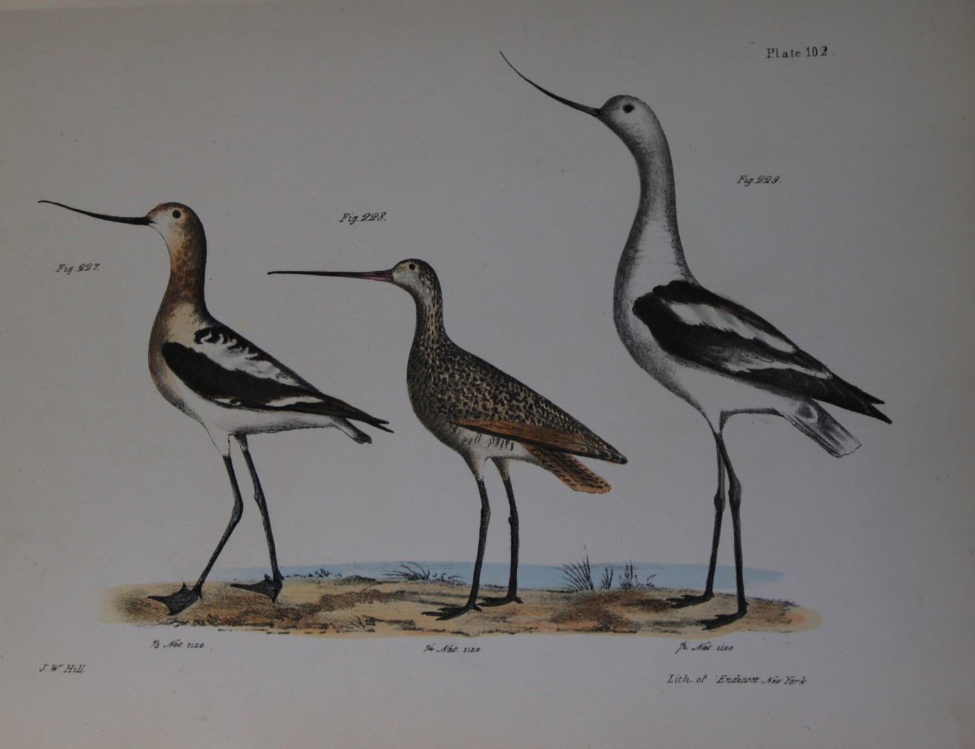 James E DeKay - Plate CII  The American Avoset, The Marlin and The American Avoset  1844