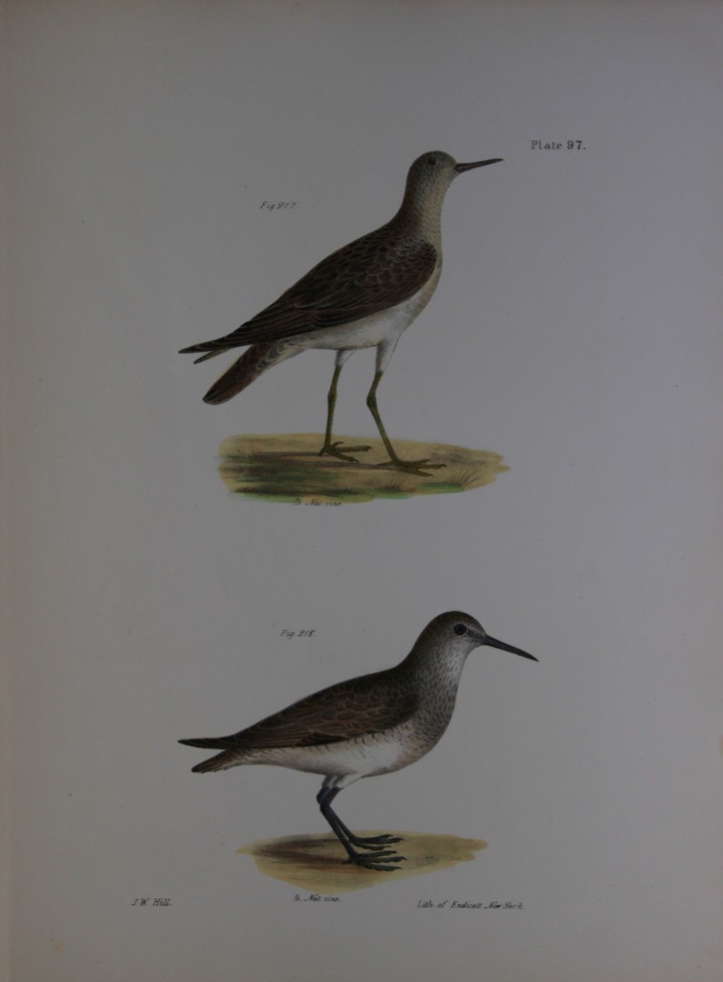 James E DeKay - Plate XCVII  The Ruff and The Red-breasted Sandpiper 1844