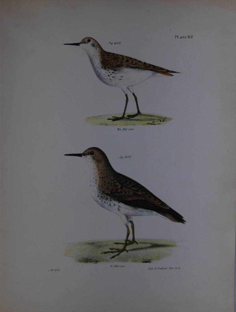 James E DeKay - Plate XCII - Wilson's Sandpiper 1844