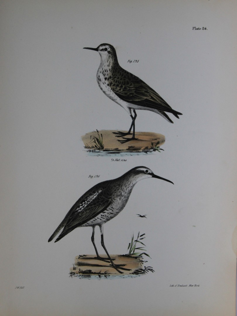 James E DeKay - Plate LXXXVI  The Semipalmated Sandpiper and The Long-legged Sandpiper 1844