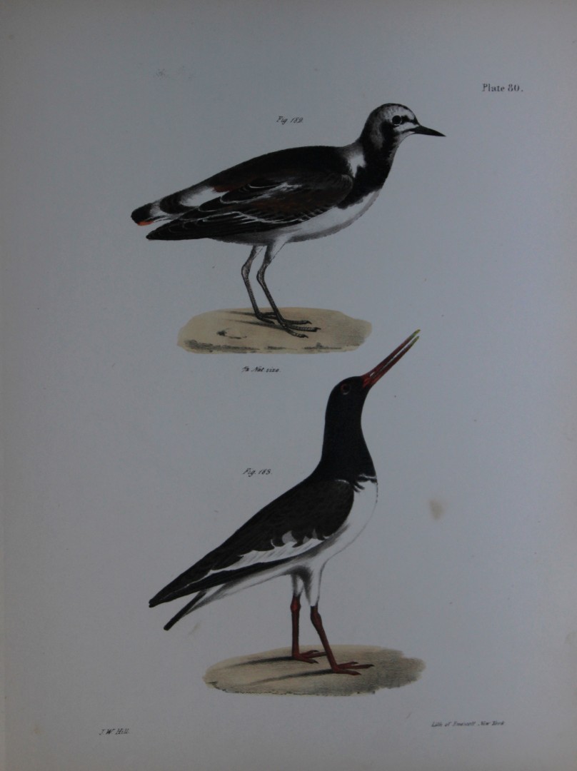 James E DeKay - Plate LXXX  The Turnstone and The Mantled Oyster-catcher 1844