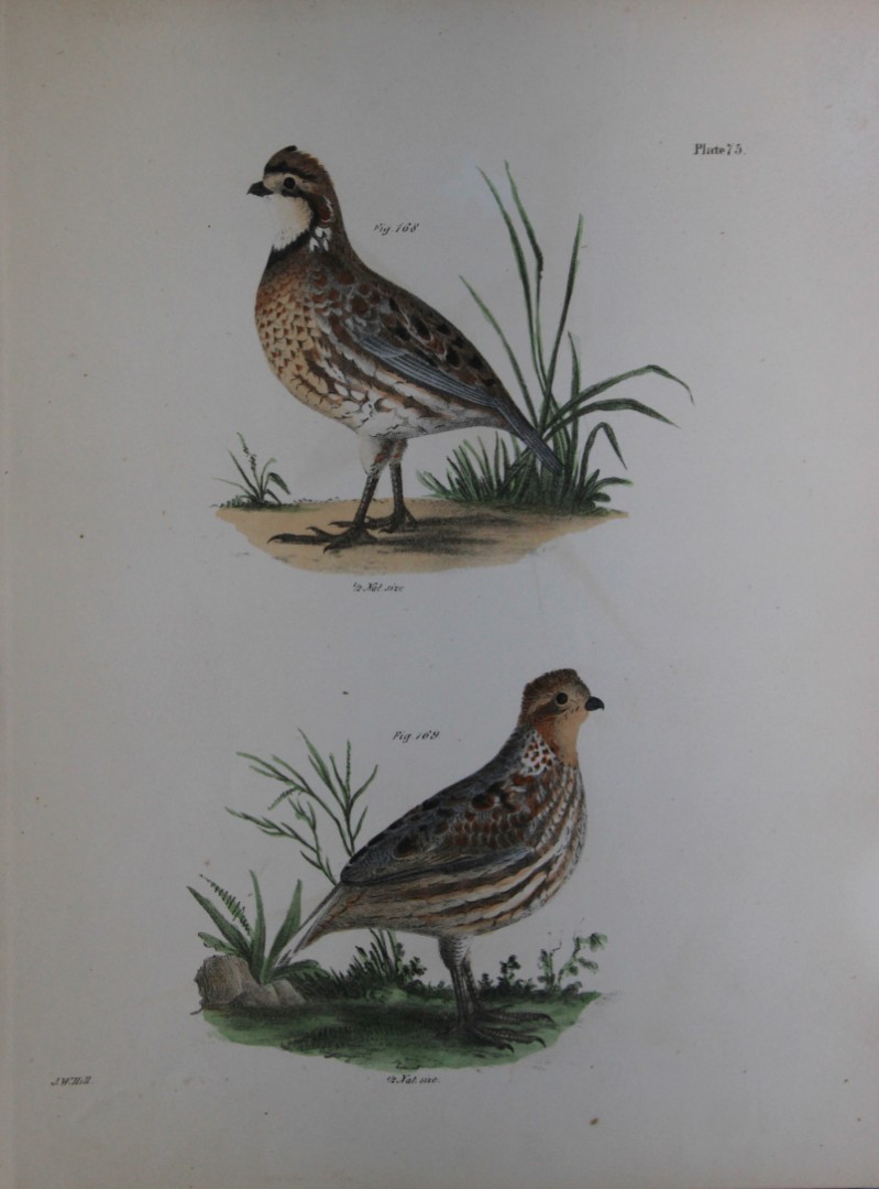 James E DeKay - Plate LXXV  The American Quail, male and female 1844