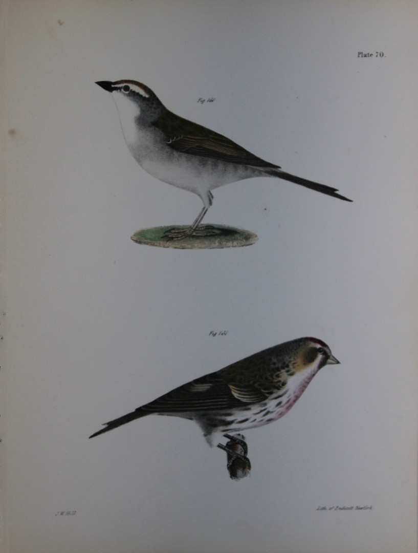 James E DeKay - Plate LXX  The Chip-bird and The Lesser Redpoll 1844