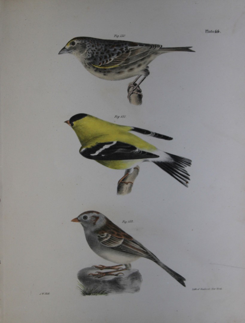 James E DeKay - Plate LXVI  The Yellow-winged Bunting, The Yellowbird and The Field Bunting 1844