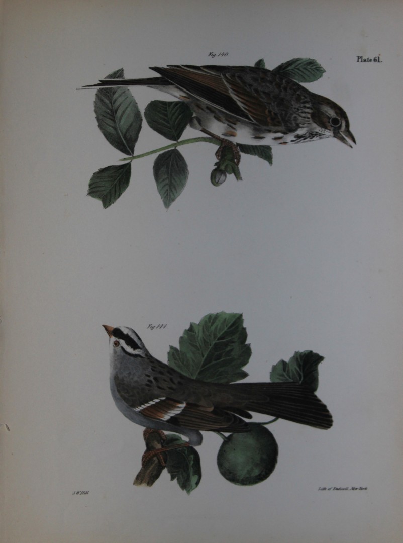 James E DeKay - Plate LXI  The Bay-winged Sparrow and The White-throated Sparrow 1844