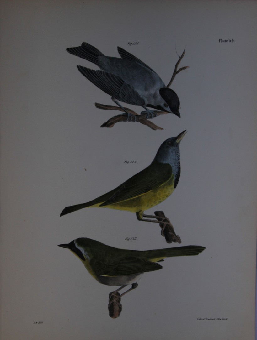 James E DeKay - Plate LIV  The Carolina Tit, The Mourning Warbler and The Yellow-throat 1844