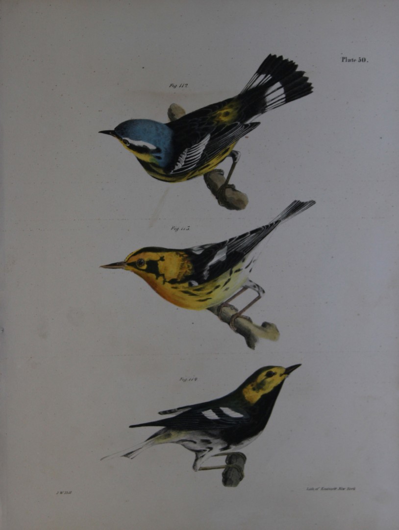 James E DeKay - Plate L  The Spotted Warbler, The Blackburnian Warbler and The Black-throated Green Warbler 1844