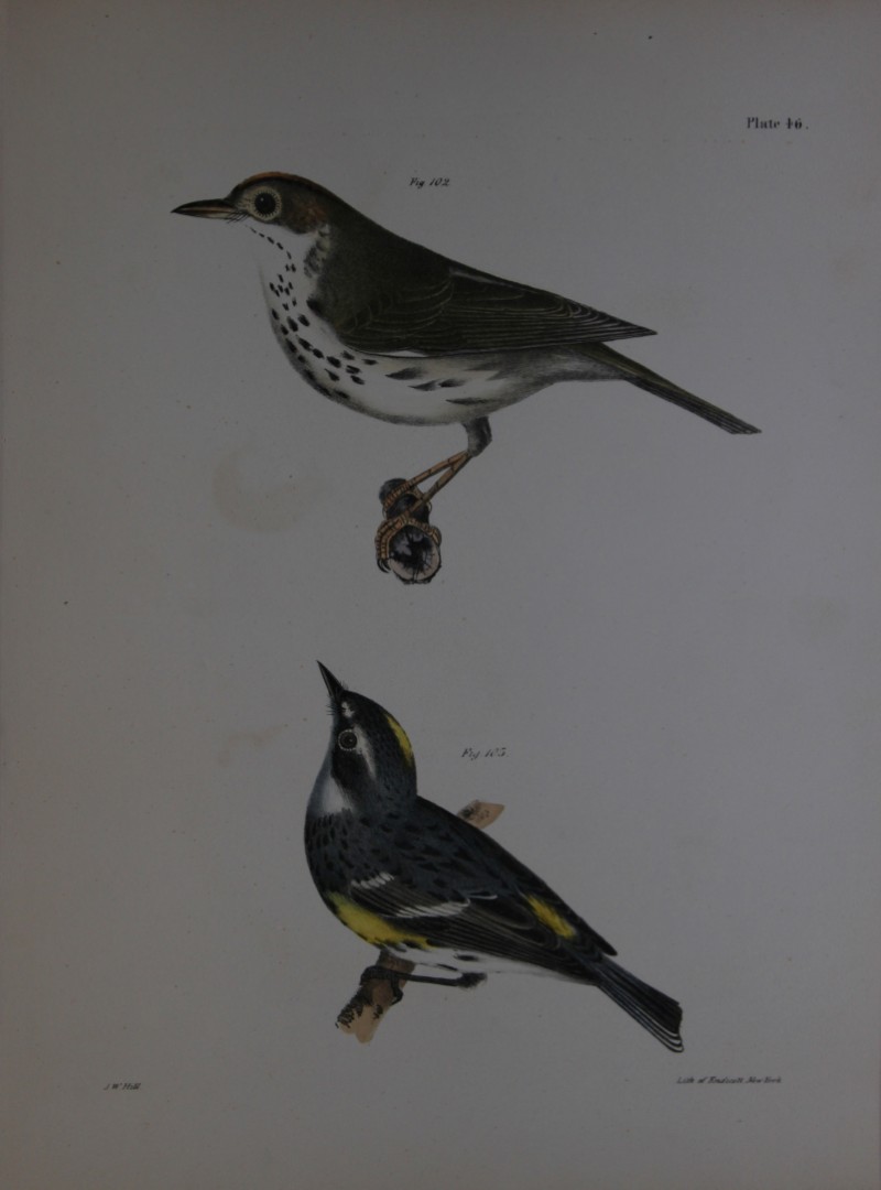 James E DeKay - Plate XLVI  The Oven-bird and The Myrtle-bird 1844