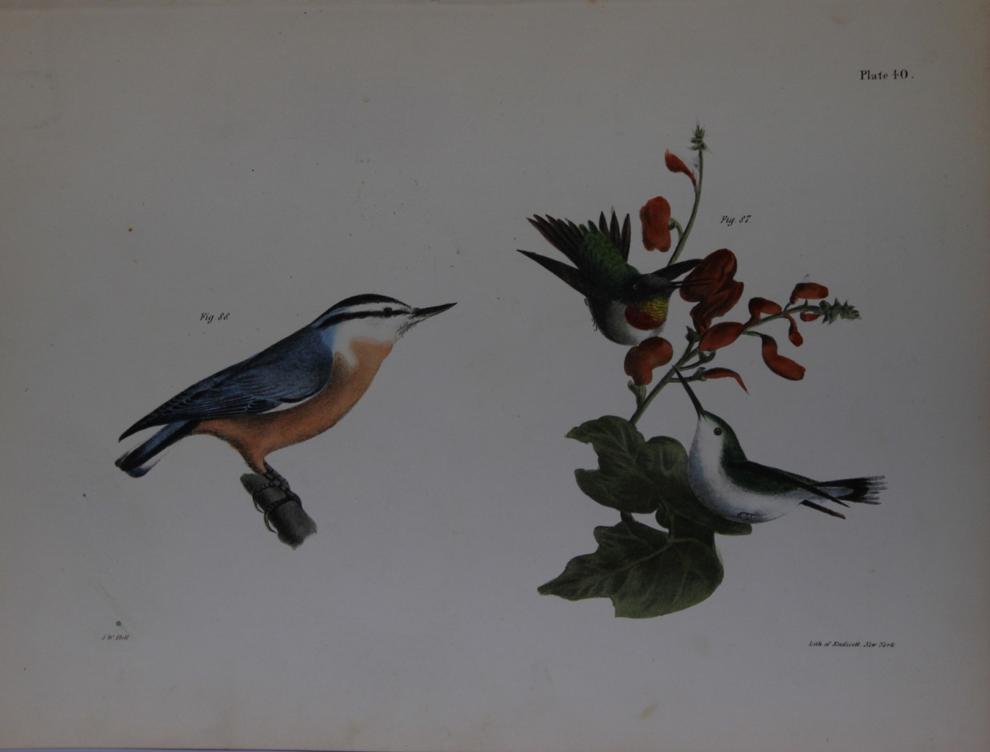 James E DeKay - Plate XL  The Red-throated Hummingbird, male and female and The Red-bellied Nuthatch 1844