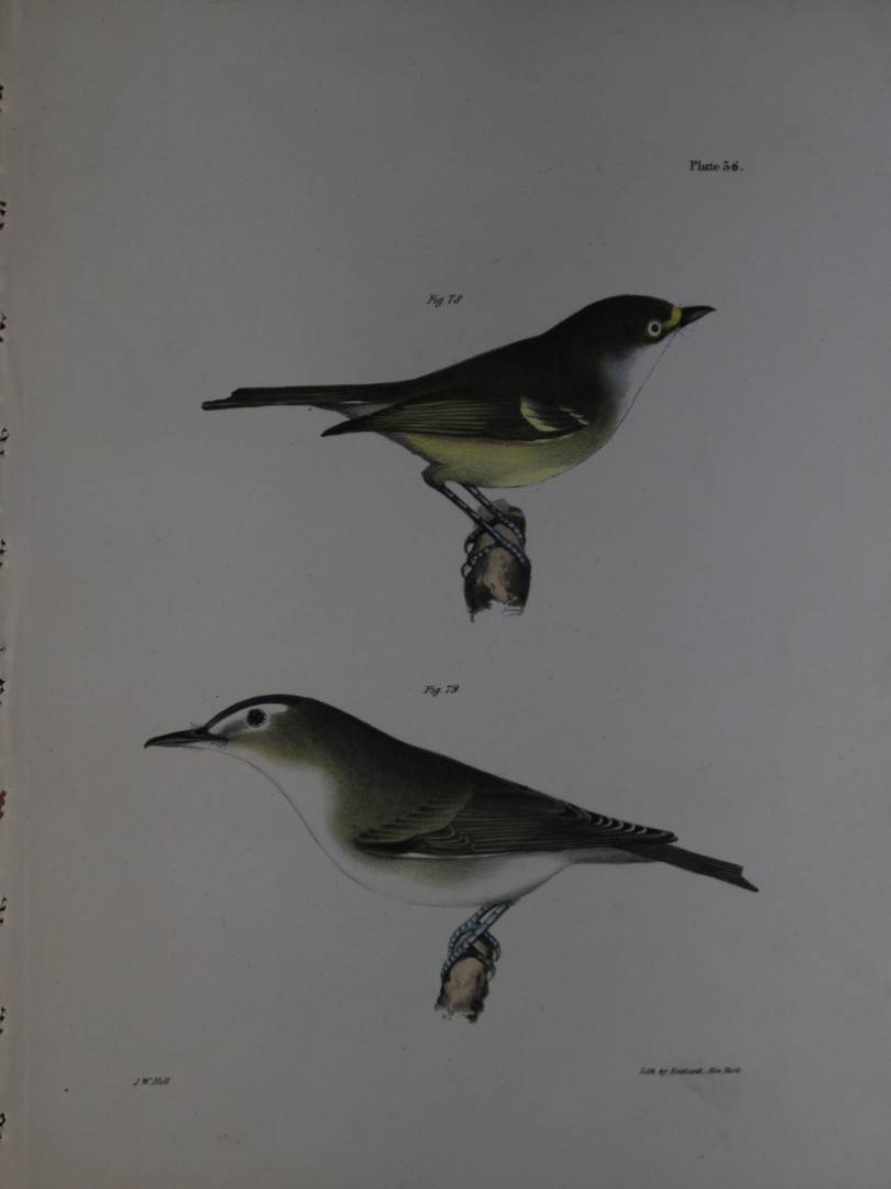 James E DeKay - Plate XXXVI  The White-eyed Greenlet and The Red-eyed Greenlet 1844
