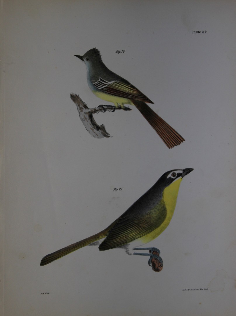 James E DeKay - Plate XXXII  The Yellow-breasted Chat and The Great-crested Kingbird 1844