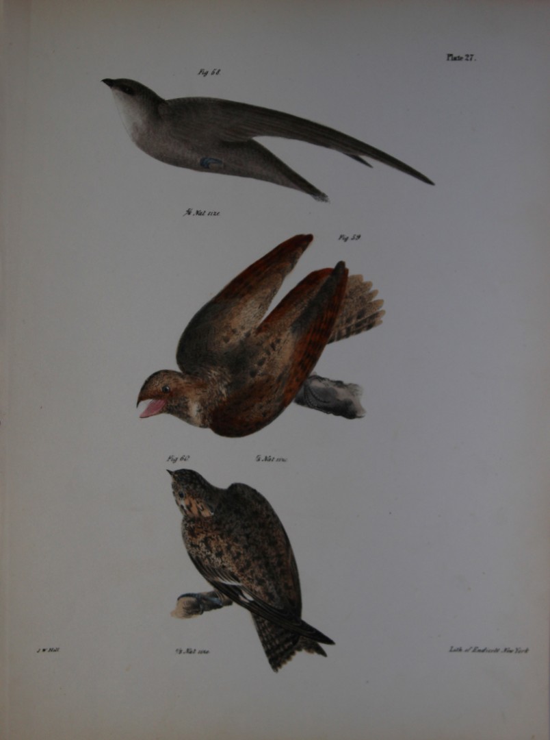 James E DeKay - Plate XXVII  The Chimney Swallow, The Whippoorwill and The Nighthawk 1844