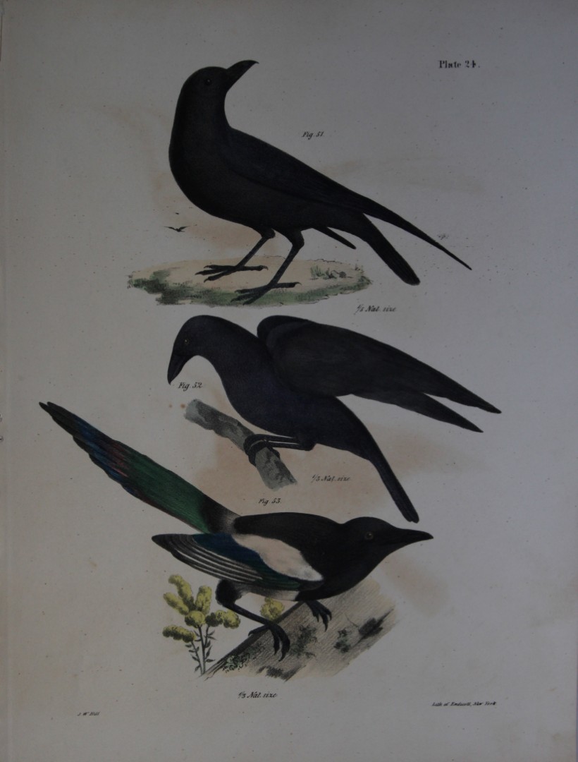 James E DeKay - Plate XXIV  The Raven, The Common Crow and The Magpie 1844