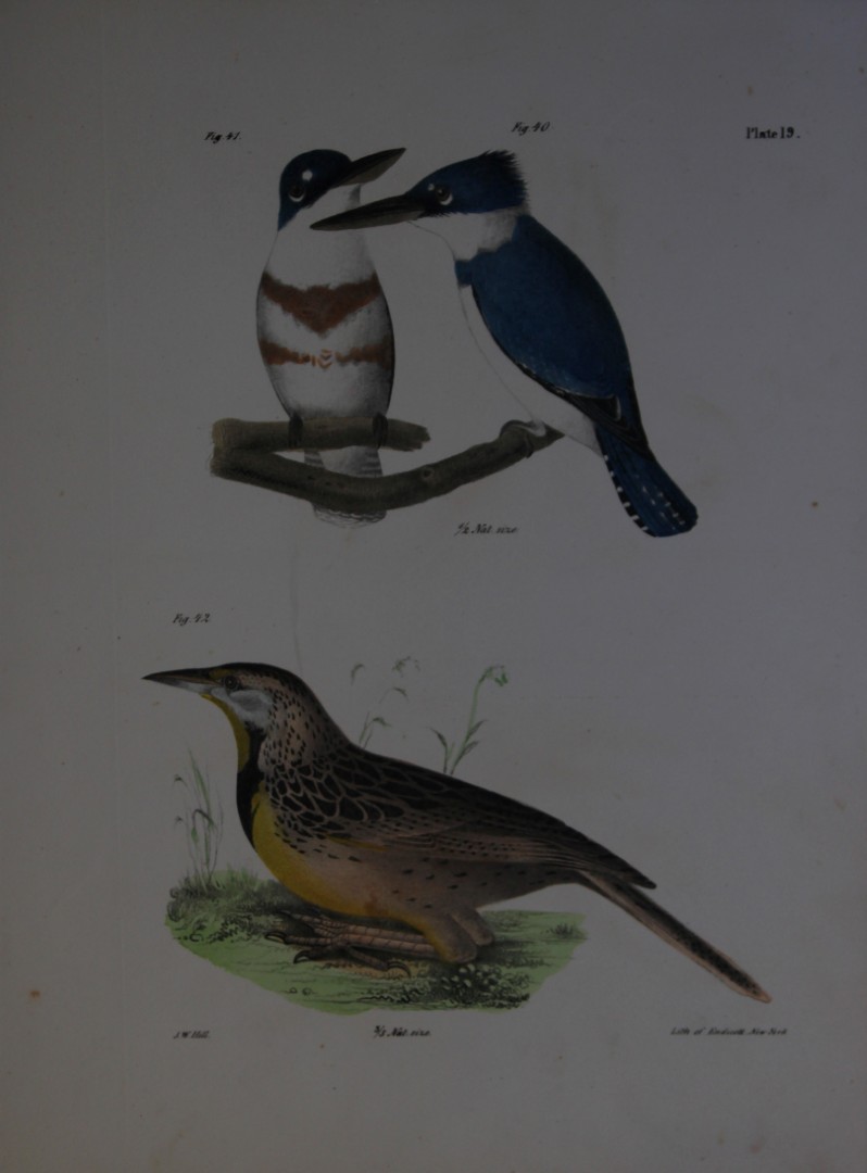 James E DeKay - Plate XIX  The Belted Kingfisher and The Meadow Lark 1844