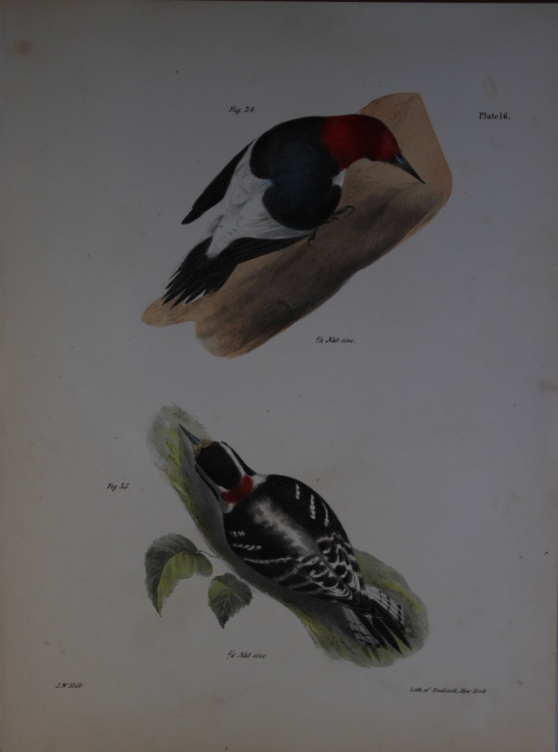 James E DeKay - Plate XVI  The Red-headed Woodpecker and The Downy Woodpecker 1844