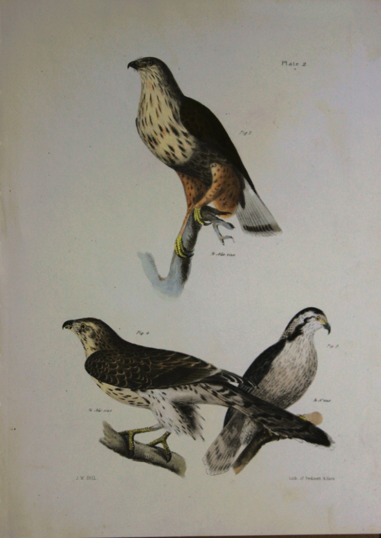 James E DeKay - Plate II  The Rough-legged Buzzard and The American Goshawk 1844