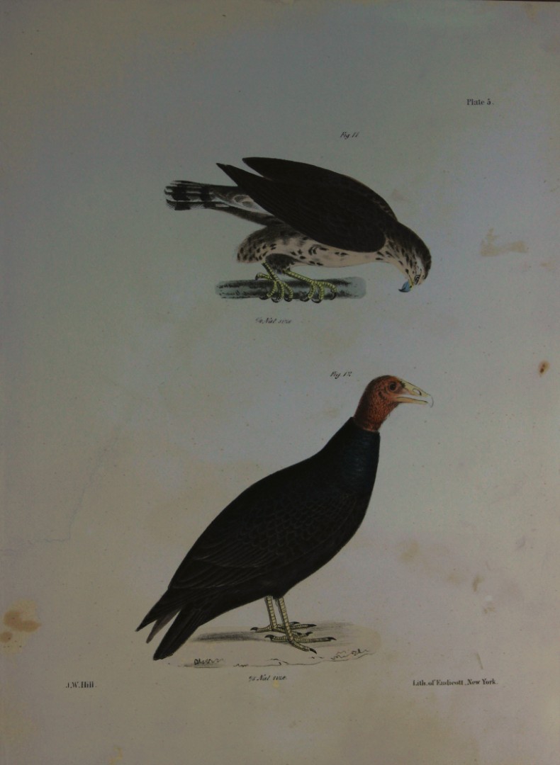 James E DeKay - Plate V  The Broad-winged Buzzard and The Turkey Buzzard 1844