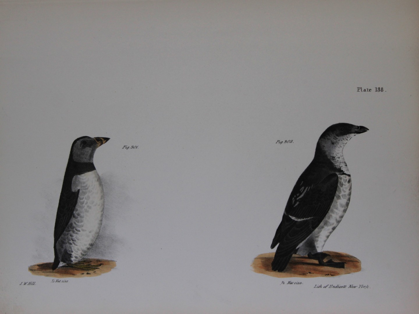 James E DeKay - Plate CXXXVIII The Arctic Puffin and The Sea Dove 1844
