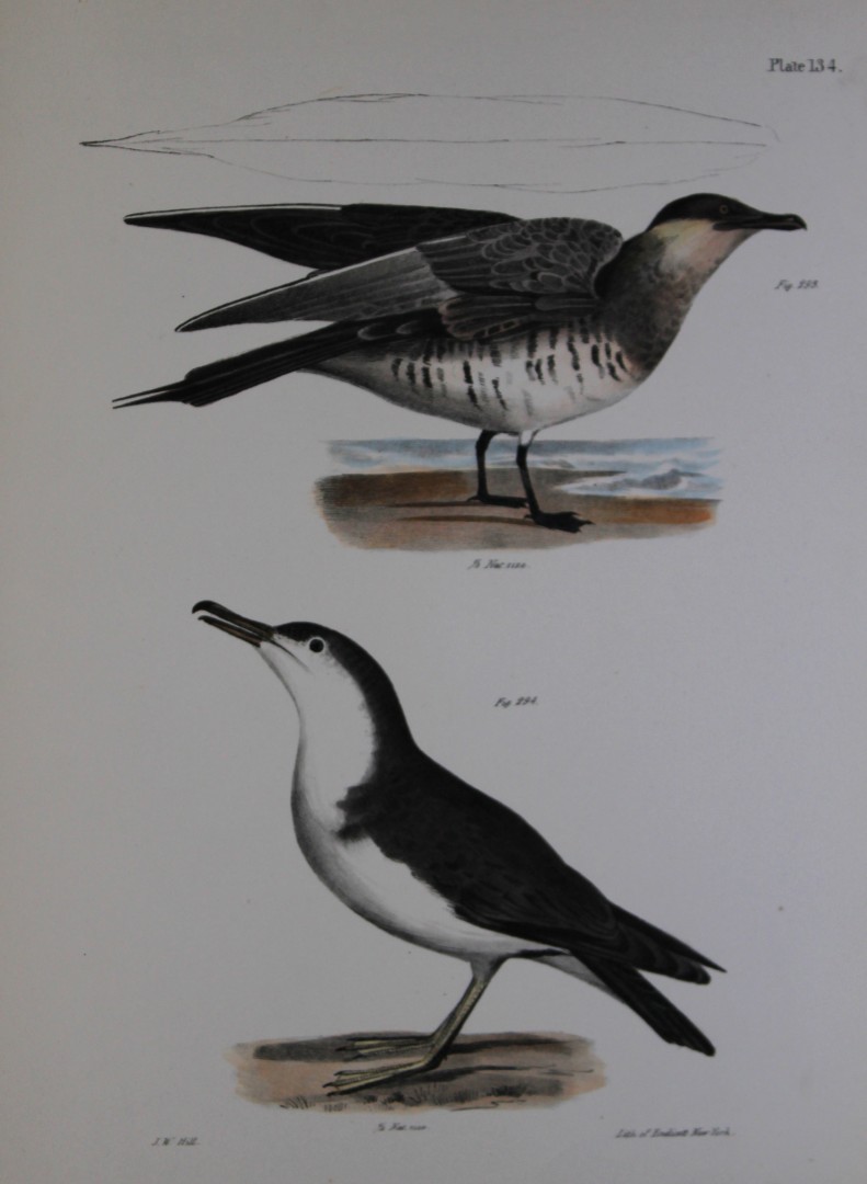 James E DeKay - Plate CXXXIV  Richardson's Hawk Gull and The Little Shearwater 1844