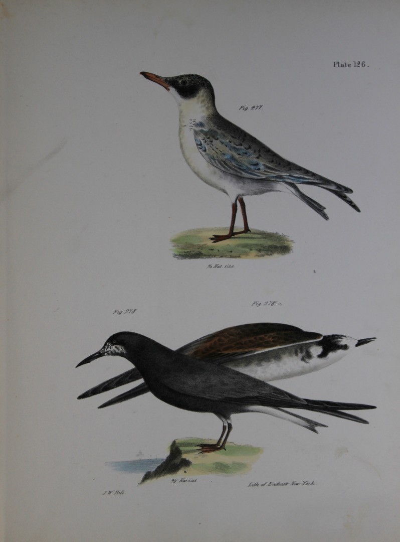James E DeKay - Plate CXXVI  The Cayenne Tern and The Black Tern 1844