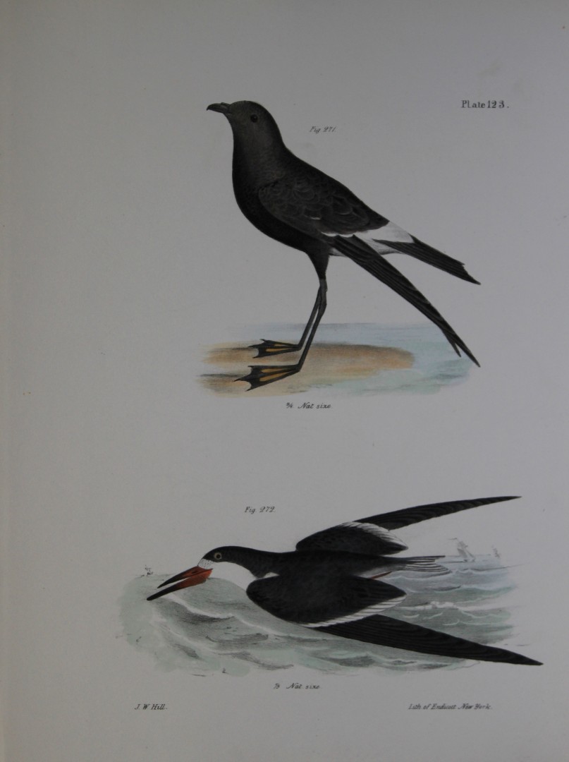 James E DeKay - Plate CXXIII  Wilson's Petrel and The Black Skimmer 1844