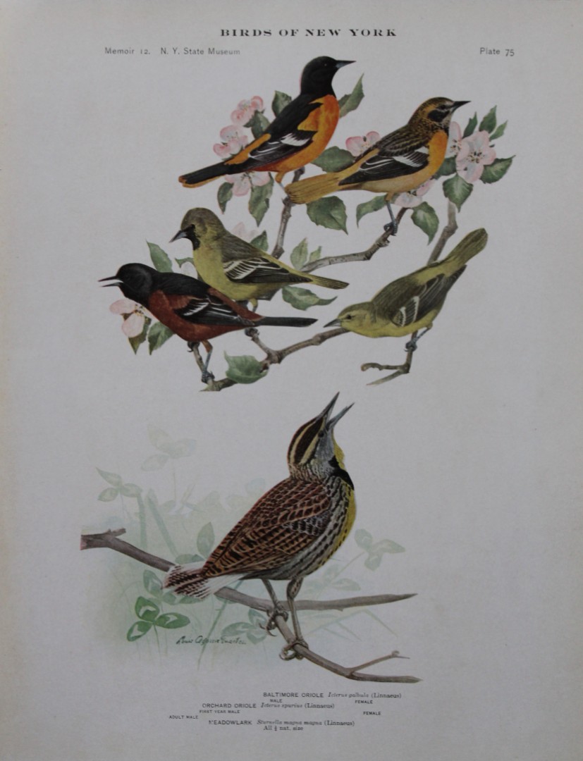 L Agassiz Fuertes - Chromolithograph of Orioles and Meadowlark 1910