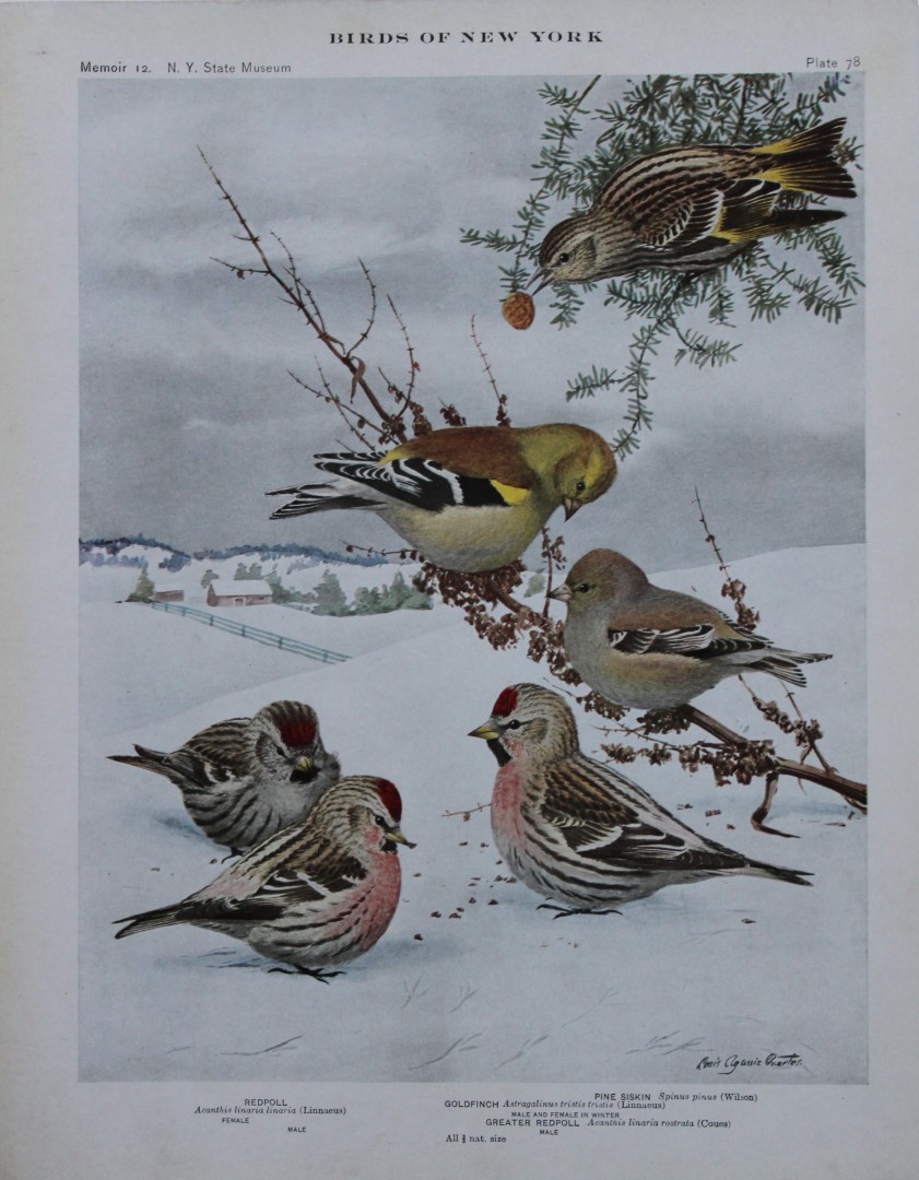 L Agassiz Fuertes - Chromolithograph of Redpolls and Siskin 1910