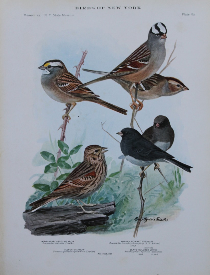 L Agassiz Fuertes - Chromolithograph of Sparrows and Junco 1910
