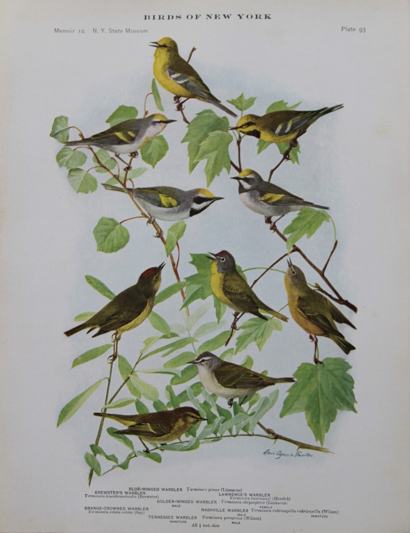 L Agassiz Fuertes - Chromolithograph of Warblers 1910