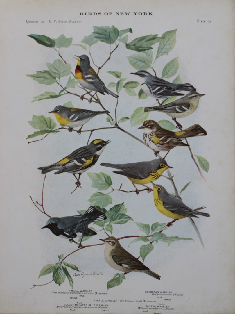 L Agassiz Fuertes - Chromolithograph of Warblers 1910