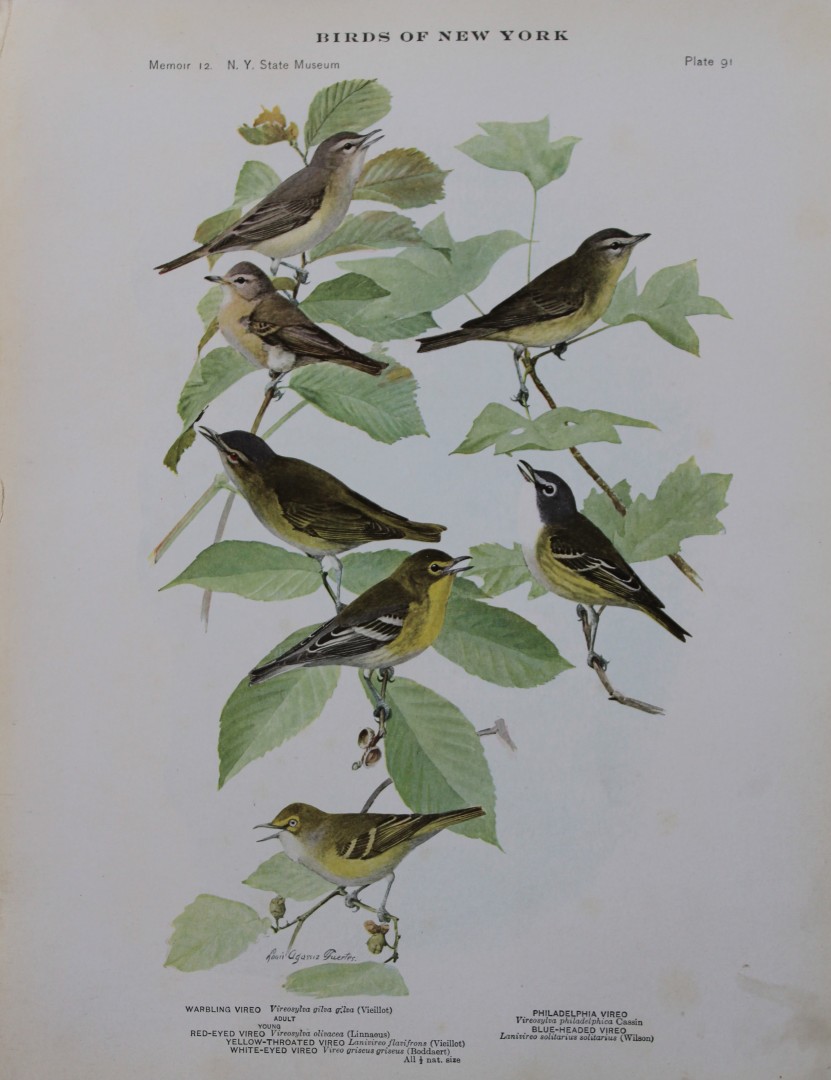 L Agassiz Fuertes - Chromolithograph of Vireos 1910