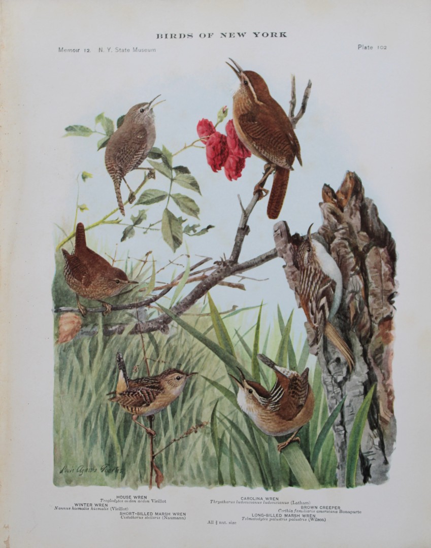 L Agassiz Fuertes - Chromolithograph of Wrens 1910