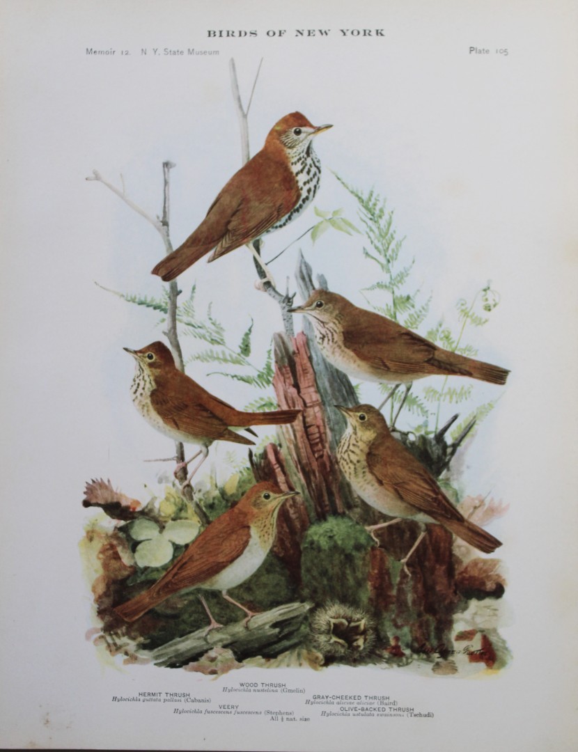 L Agassiz Fuertes - Chromolithograph of Thrushes and Veery 1910