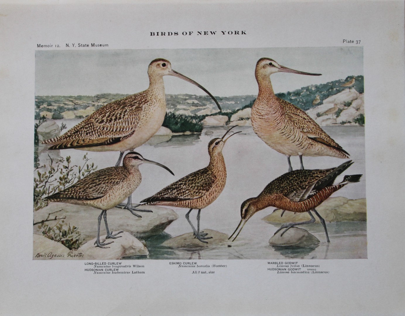 L Agassiz Fuertes - Chromolithograph of Curlews and Godwits 1910