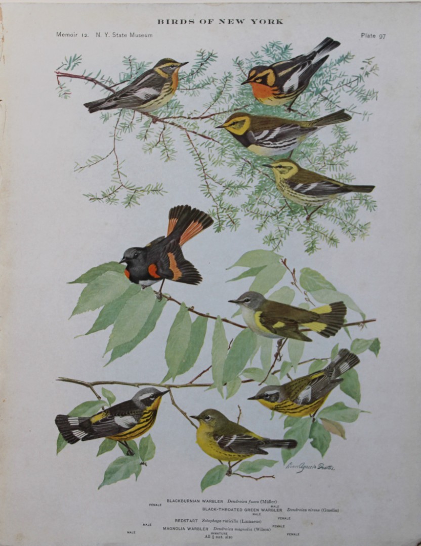 L Agassiz Fuertes - Chromolithograph of  Warblers 1910
