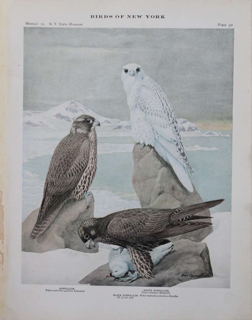 L Agassiz Fuertes - Chromolithograph of Gyrfalcons 1910