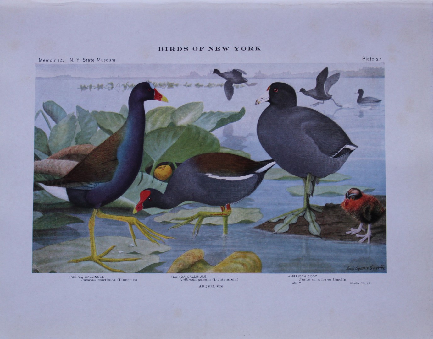 L Agassiz Fuertes - Chromolithograph of Gallinules and Coot 1910