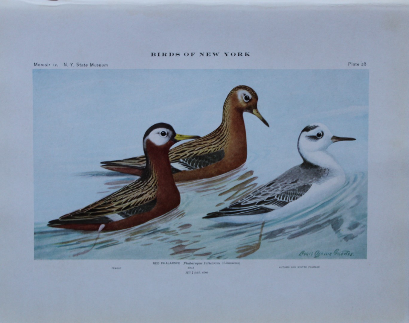 L Agassiz Fuertes - Chromolithograph of  Red Phalaropes 1910