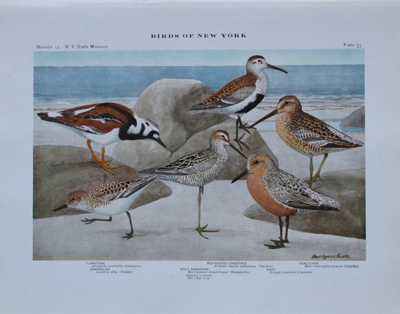 L Agassiz Fuertes - Chromolithograph of Turnstone, Sandpipers, Knot etc 1910