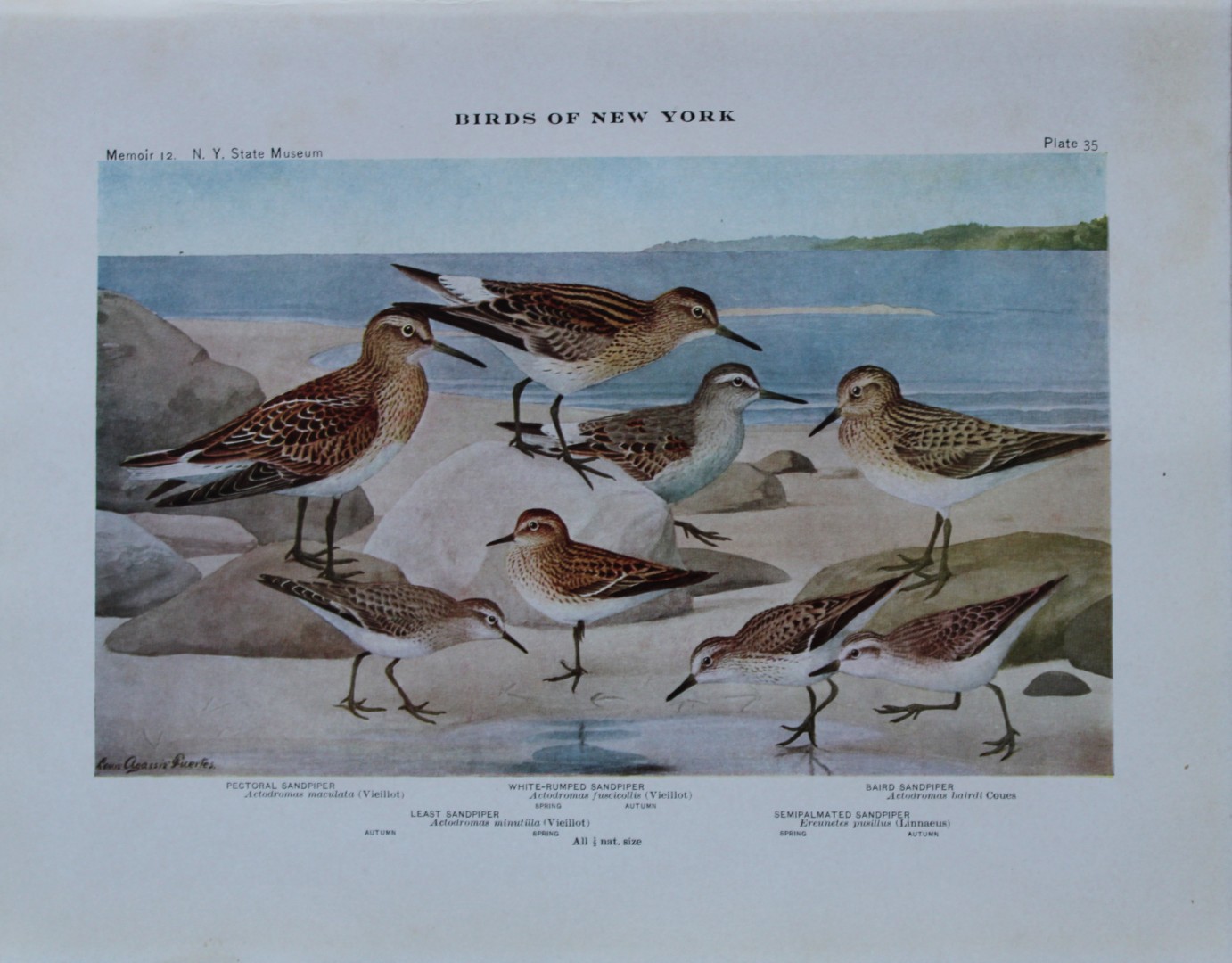 L Agassiz Fuertes - Chromolithograph of Sandpipers 1910
