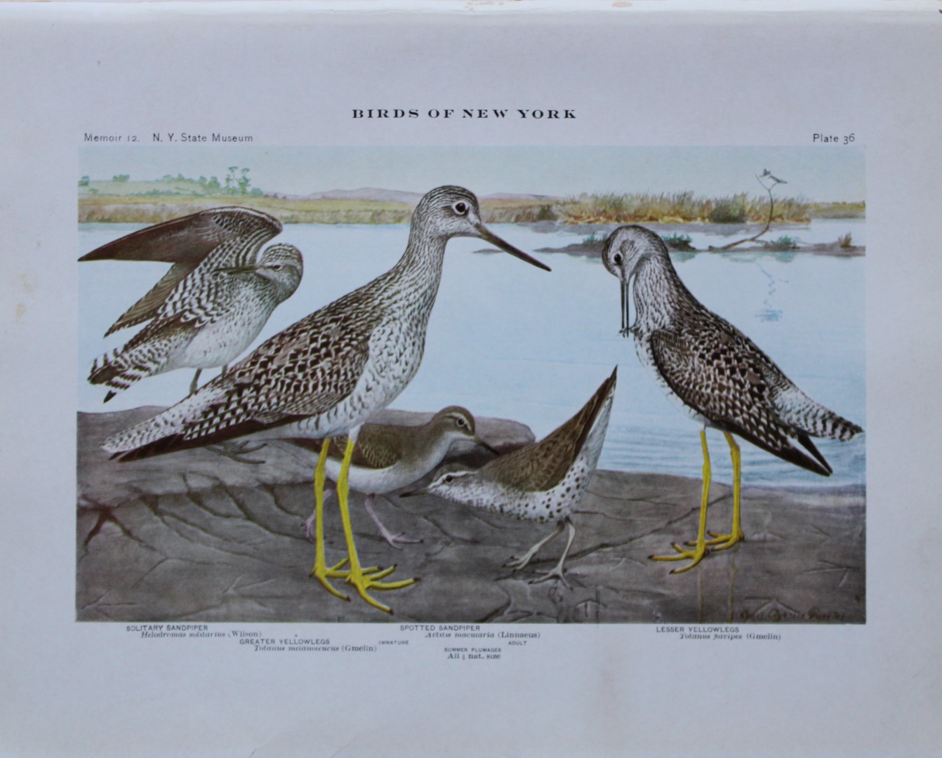 L Agassiz Fuertes - Chromolithograph of Sandpipers and Yellowlegs 1910