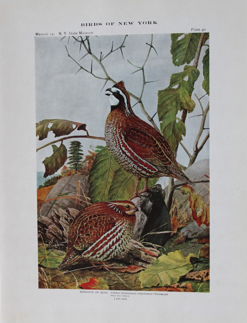 L Agassiz Fuertes - Chromolithograph of Bobwhite or Quail 1910