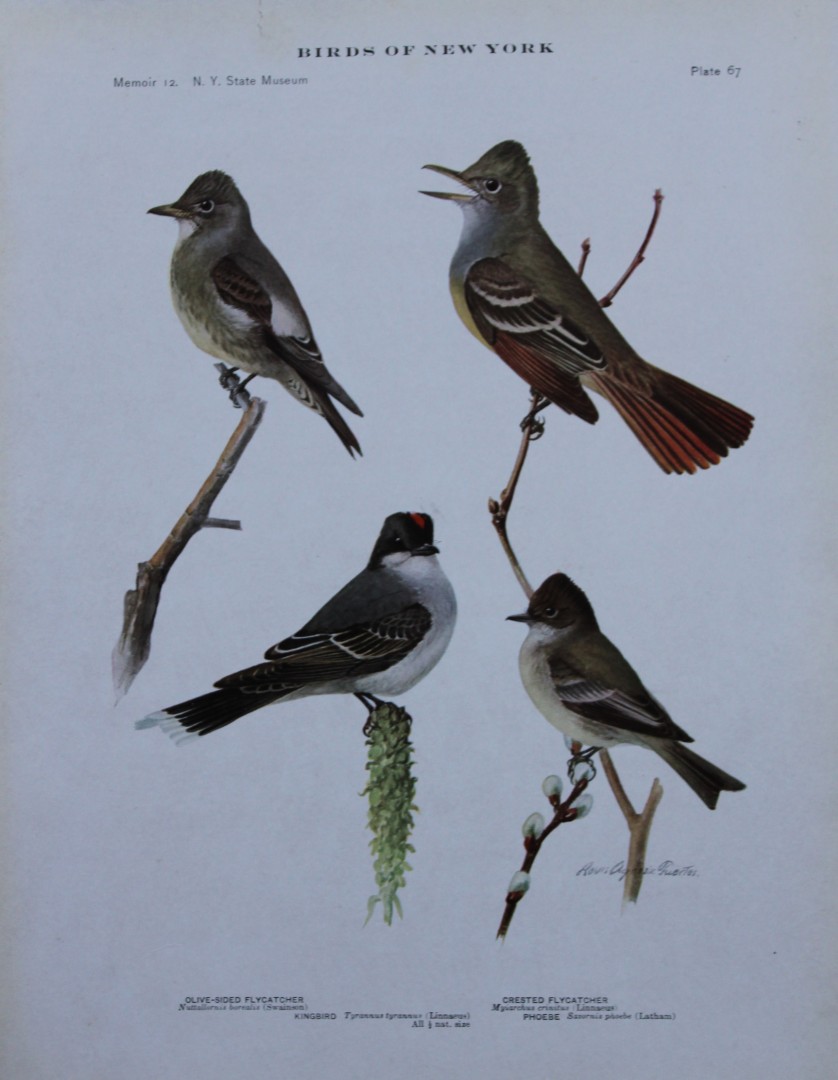 L Agassiz Fuertes - Chromolithograph of Flycatchers 1910