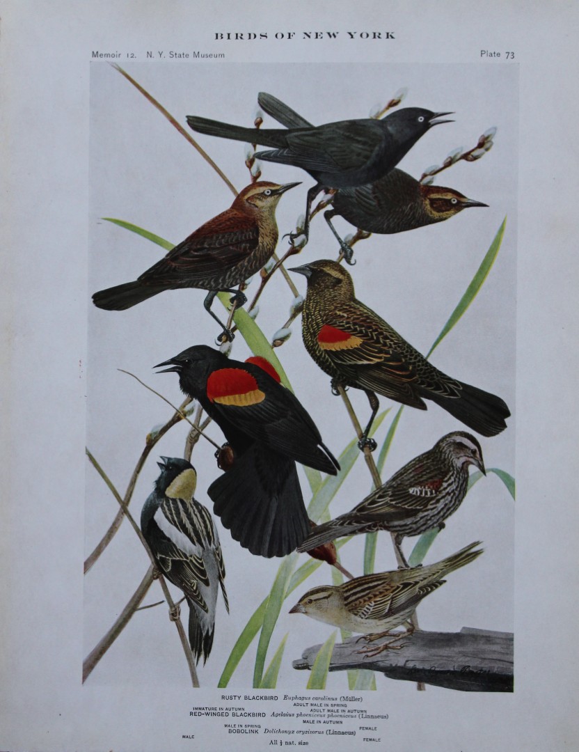 L Agassiz Fuertes - Chromolithograph of Blackbirds and Bobolink 1910