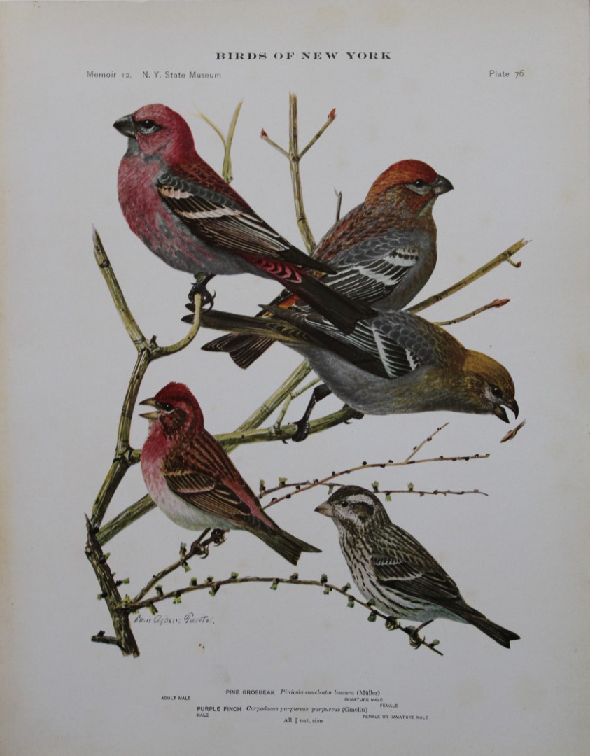 L Agassiz Fuertes - Chromolithograph of Pine Grosbeak and Purple Finch 1910