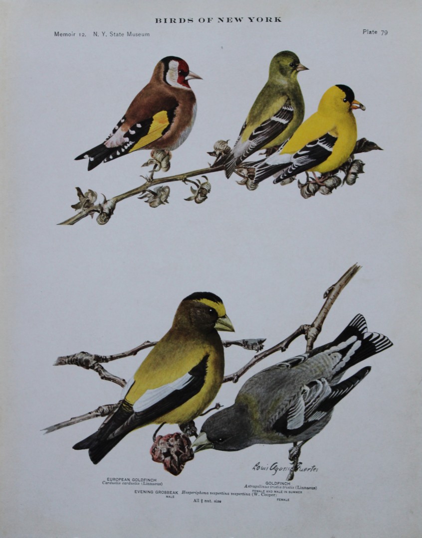 L Agassiz Fuertes - Chromolithograph of Goldfinches and Evening Grosbeak 1910