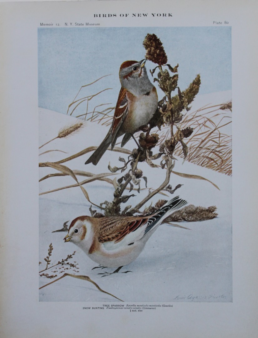 L Agassiz Fuertes - Chromolithograph of Tree Sparrow and Snow Bunting 1910