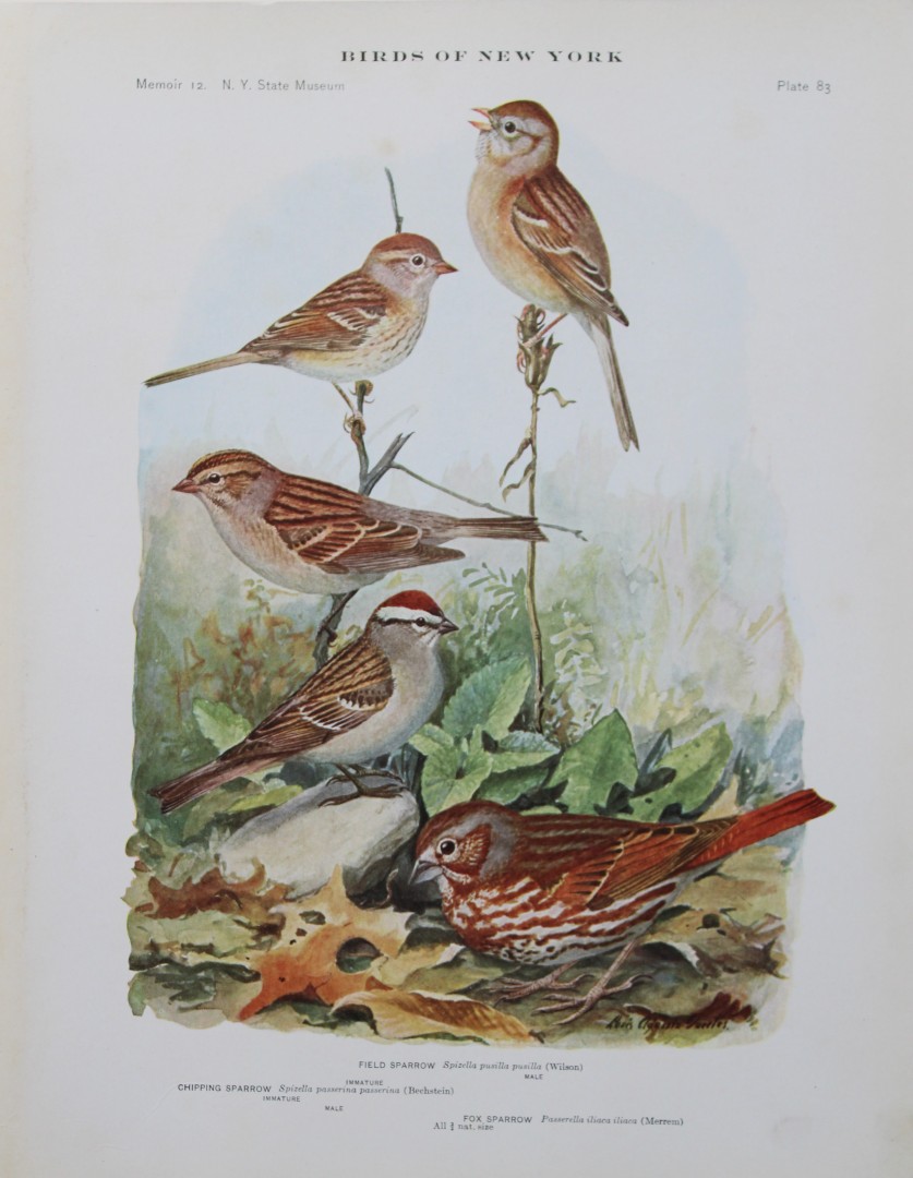 L Agassiz Fuertes - Chromolithograph of Field, Chipping and Fox Sparrows 1910