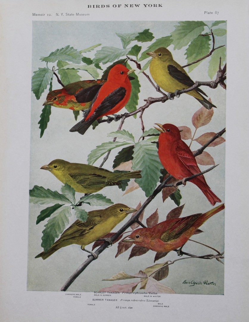 L Agassiz Fuertes - Chromolithograph of Tanagers 1910