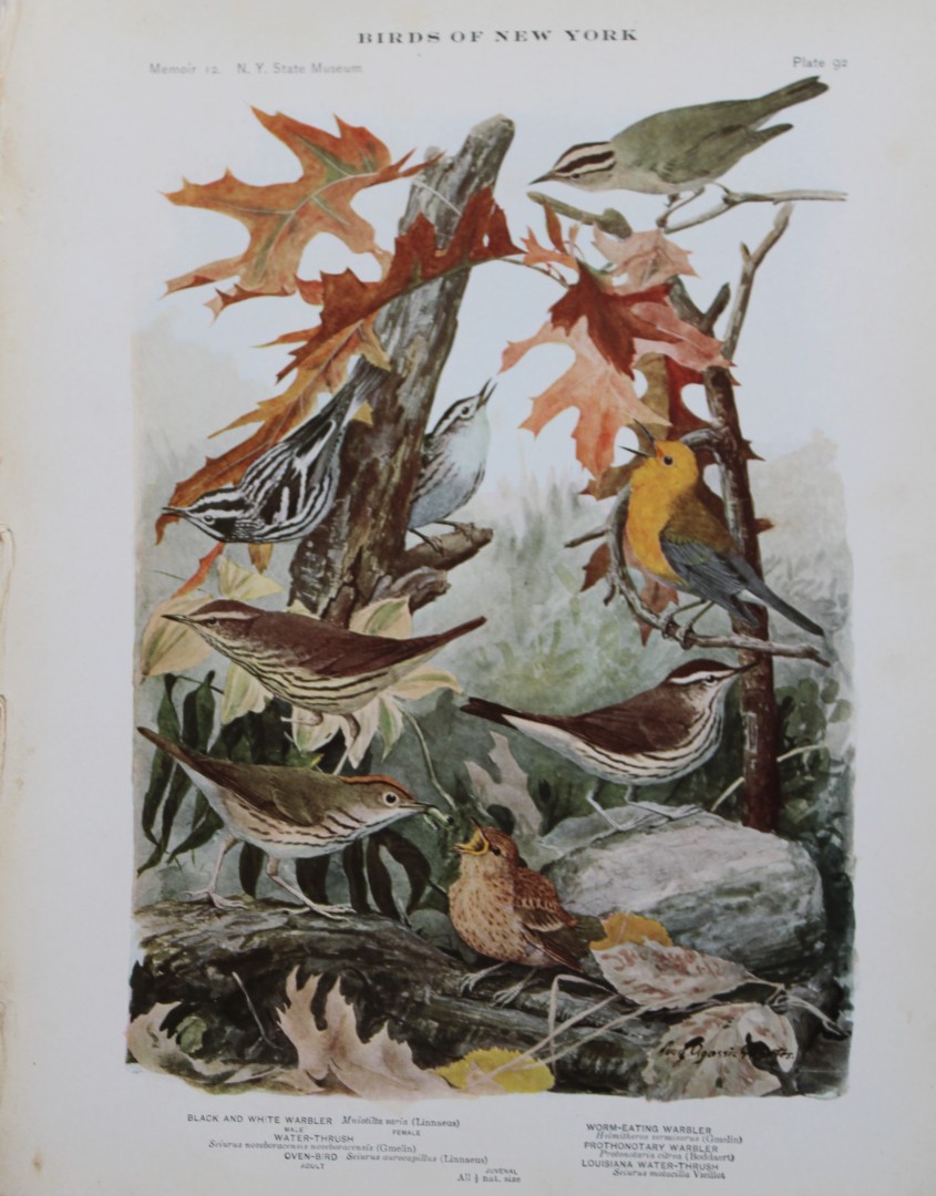 L Agassiz Fuertes - Chromolithograph of Warbler, Water-Thrush and Oven-Bird 1910